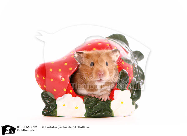 Goldhamster / golden hamster / JH-18622