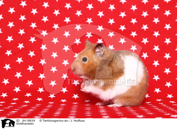 Goldhamster / golden hamster / JH-18634