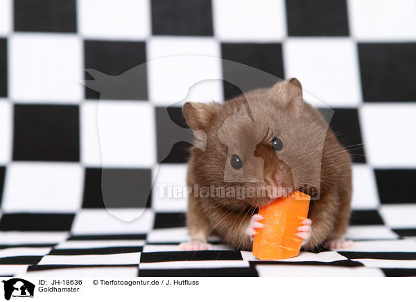 Goldhamster / golden hamster / JH-18636