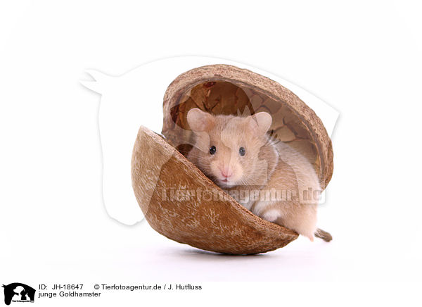 junge Goldhamster / JH-18647