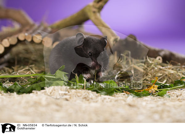 Goldhamster / NN-05834