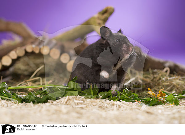 Goldhamster / golden hamster / NN-05840