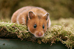 Goldhamster