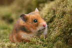 Goldhamster