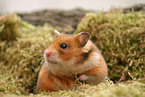 Goldhamster