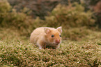 Goldhamster