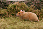 Goldhamster