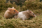 2 Goldhamster