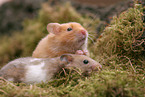 2 Goldhamster