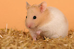 Goldhamster