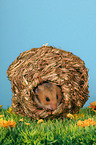 Goldhamster