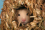 Goldhamster