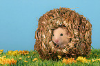 Goldhamster