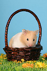 Goldhamster