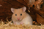 Goldhamster