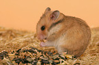 fressender Goldhamster