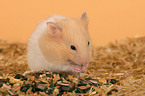 fressender Goldhamster