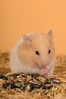 fressender Goldhamster