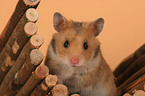 Goldhamster