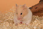 Goldhamster putzt sich