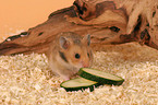 fressender Goldhamster