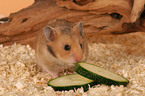 fressender Goldhamster