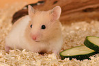 Goldhamster