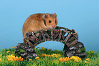 Goldhamster