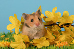 Goldhamster