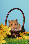 Goldhamster