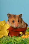 Goldhamster