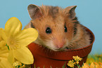 Goldhamster