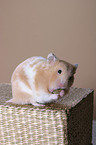 fressender Hamster