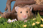 Goldhamster