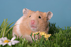 Goldhamster