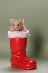 Hamster im Stiefel