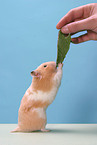 fressender Hamster