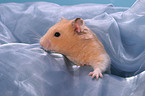 Goldhamster