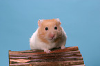 Goldhamster