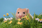 Goldhamster