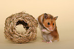 Goldhamster mit Grasnest