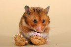 Goldhamster frisst Nuss