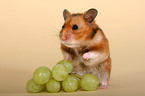 Goldhamster mit Weintrauben