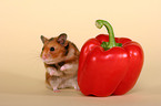 Goldhamster mit Paprika