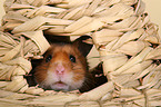 Goldhamster in Huschen