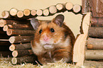 Goldhamster versteckt sich