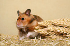 Goldhamster