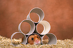 Goldhamster mit Papprollen