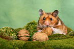 fressender Goldhamster