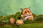 Goldhamster